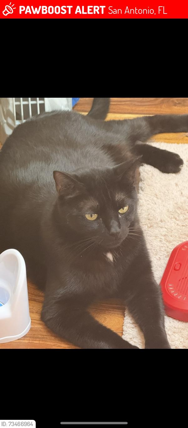 Lost Male Cat last seen Mirada lagoon, San Antonio, FL 33576