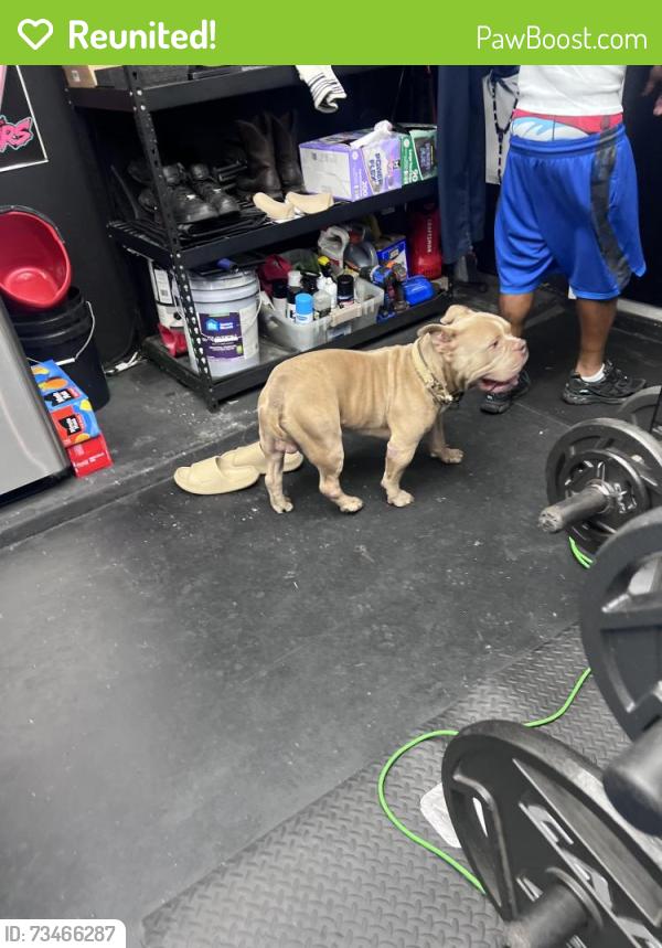 Reunited Male Dog last seen Crisp Apple Way Fresno Texas, Fresno, TX 77545