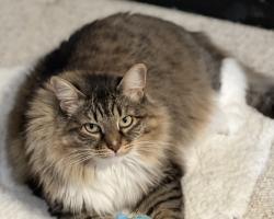 Lost Female Cat last seen Dancing Ground & Governor Miles Rd, Santa Fe, NM 87507