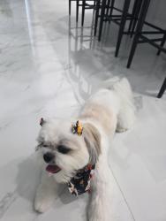 Reunited Female Dog last seen Mariner, Cape Coral, FL 33993