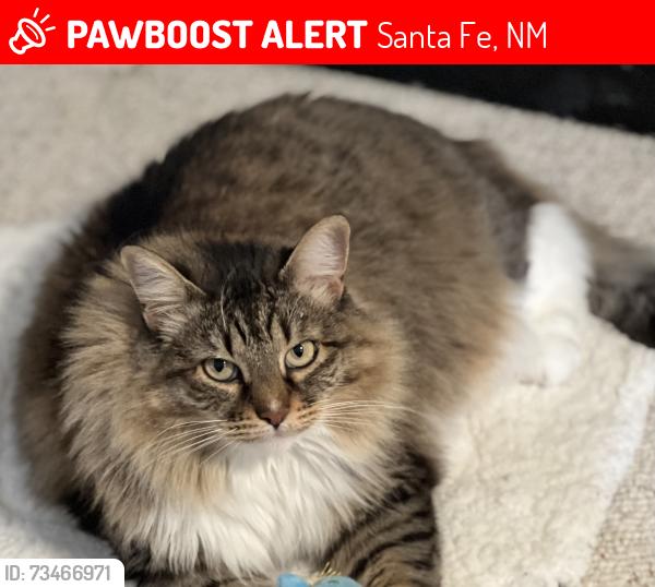Lost Female Cat last seen Dancing Ground & Governor Miles Rd, Santa Fe, NM 87507