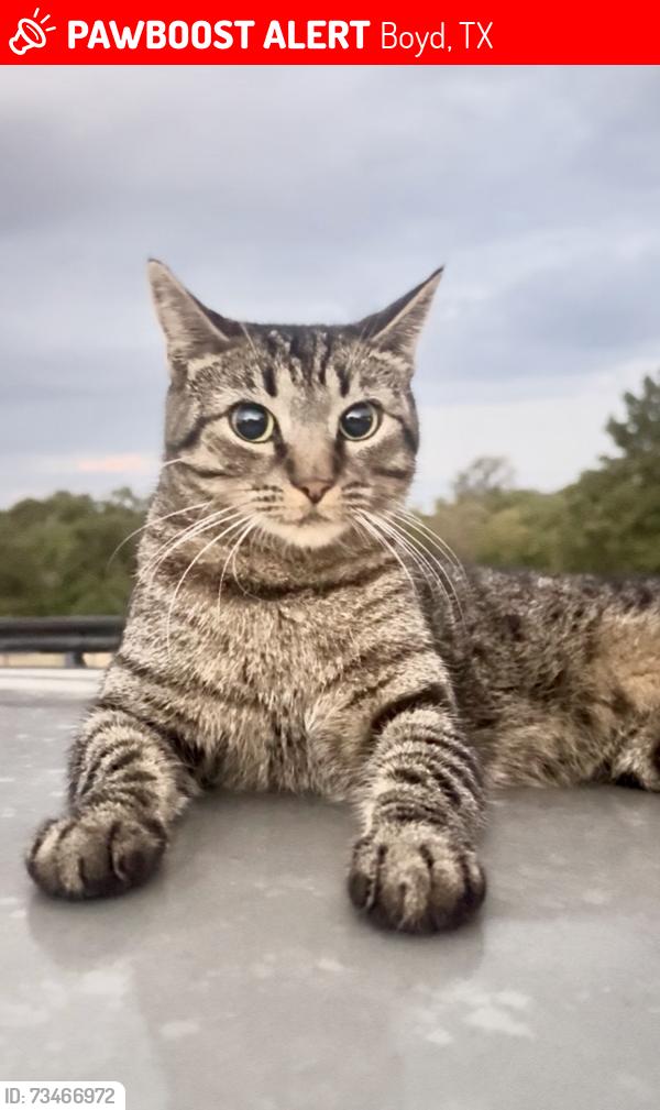 Lost Female Cat last seen Park hurst drive boyd, tx, Boyd, TX 76023