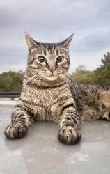 Lost Female Cat last seen Park hurst drive boyd, tx, Boyd, TX 76023