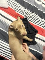 Found/Stray Female Dog last seen Virginia & Gasconade, St. Louis, MO 63103