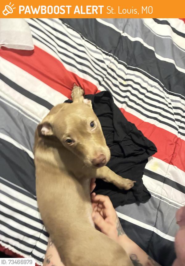 Found/Stray Female Dog last seen Virginia & Gasconade, St. Louis, MO 63103