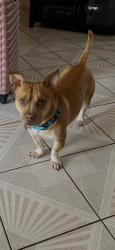 Lost Male Dog last seen Macedonia Rd Gaffney SC, Gaffney, SC 29341