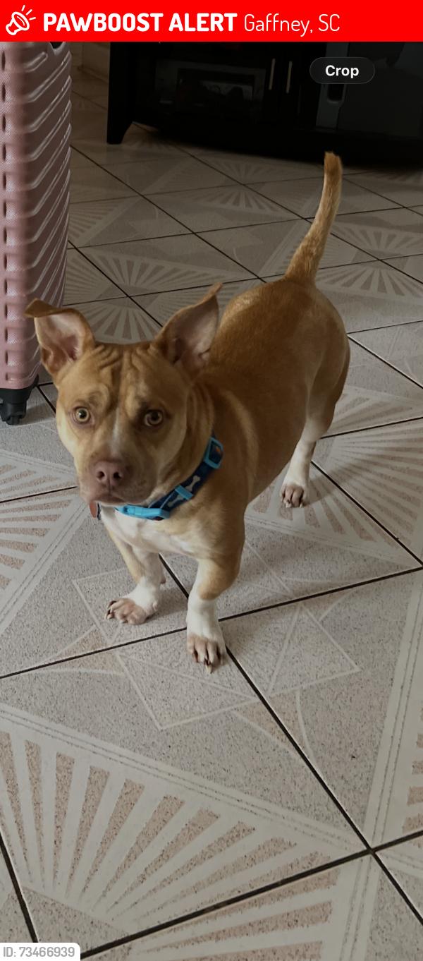 Lost Male Dog last seen Macedonia Rd Gaffney SC, Gaffney, SC 29341