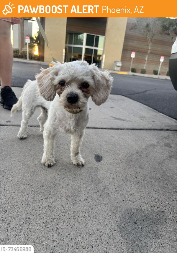 Rehomed Male Dog last seen 43rd Ave and greenway, Glendale az, Phoenix, AZ 85306