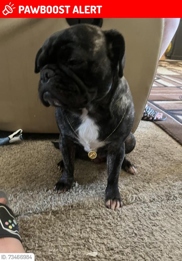 Lost Female Dog last seen Hancock and Chelton, Colorado Springs, CO 80916