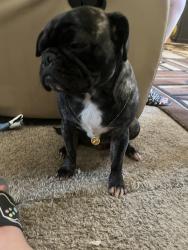 Lost Female Dog last seen Hancock and Chelton, Colorado Springs, CO 80916