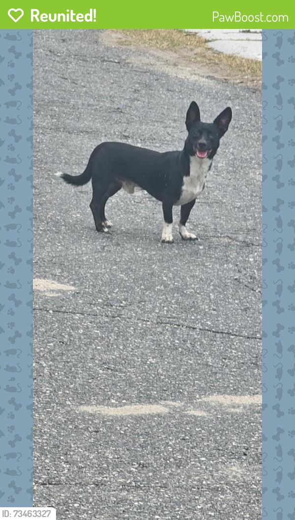 Reunited Male Dog last seen Bonita Road and Wawa, Holiday, FL 34690
