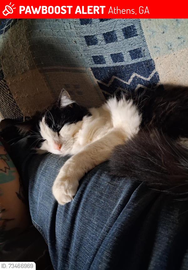 Lost Male Cat last seen Bowden Lane, Athens, GA 30606