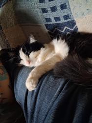 Lost Male Cat last seen Bowden Lane, Athens, GA 30606