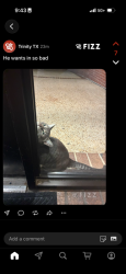 Reunited Male Cat last seen Trinity campus dorm, San Antonio, TX 78212