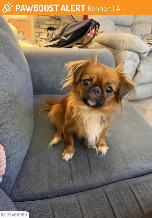Found/Stray Female Dog last seen Aberdeen st and terminal dr, Kenner, LA 70062