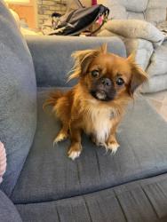 Found/Stray Female Dog last seen Aberdeen st and terminal dr, Kenner, LA 70062