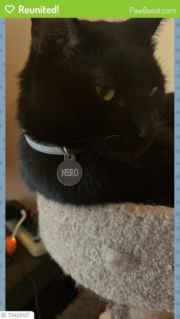 Reunited Male Cat last seen Newbridge road and Bellmore ave, North Bellmore, NY 11710