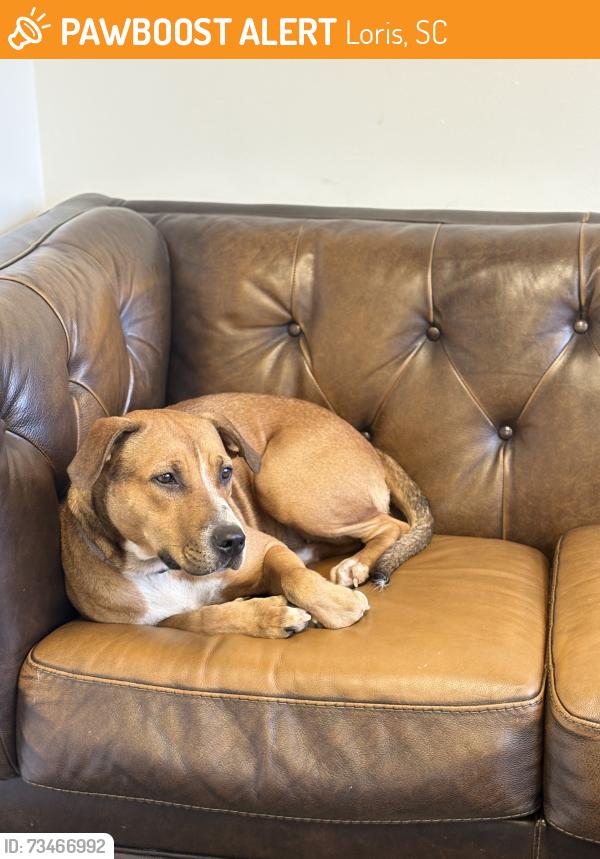 Found/Stray Female Dog last seen District 10 coffee, Loris, SC 29569