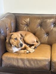 Found/Stray Female Dog last seen District 10 coffee, Loris, SC 29569