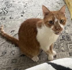 Reunited Male Cat last seen richmond henrico turnpike or carolina market, Richmond, VA 23222
