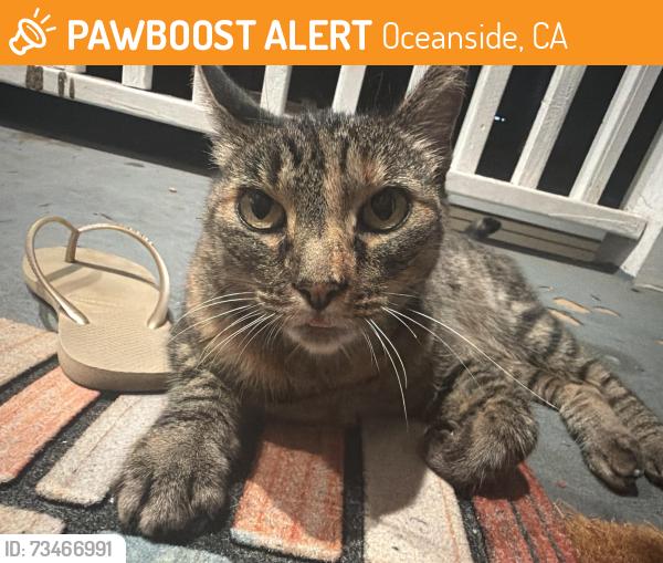 Found/Stray Unknown Cat last seen Outside my home, Oceanside, CA 92054