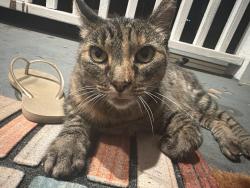 Found/Stray Unknown Cat last seen Outside my home, Oceanside, CA 92054