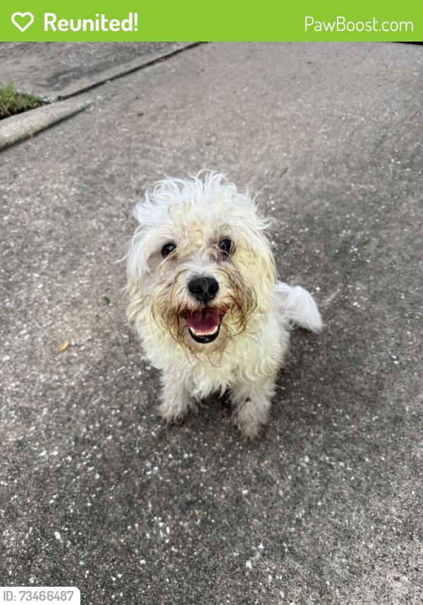 Reunited Male Dog last seen Saint Andrews Dr in Pasadena, TX, Pasadena, TX 77505