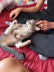 Reunited Female Cat last seen sudlersville south, Maryland City, MD 20724