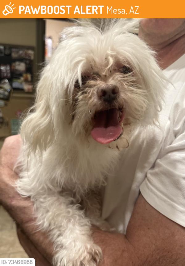 Found/Stray Male Dog last seen Lindsay Rd and East Inca near Mountain View High School, Mesa, AZ 85213