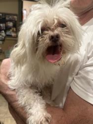 Found/Stray Male Dog last seen Lindsay Rd and East Inca near Mountain View High School, Mesa, AZ 85213