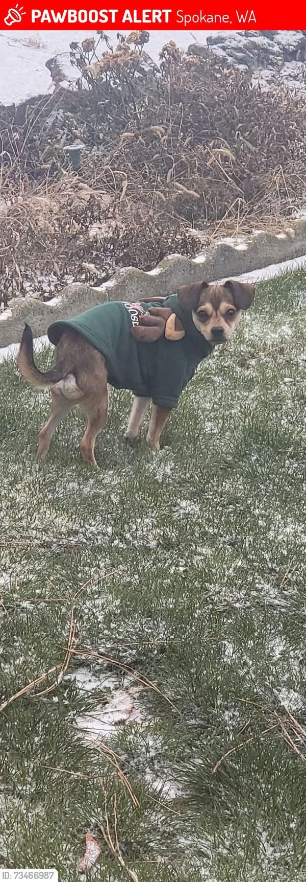 Lost Male Dog last seen Washington street, Spokane, WA 99205