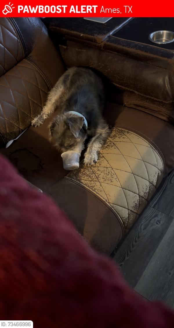 Lost Male Dog last seen marching luther king dr, Ames, TX 77575