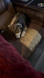 Lost Male Dog last seen marching luther king dr, Ames, TX 77575
