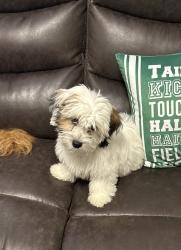 Lost Female Dog last seen Churches chicken, Petersburg, VA 23803