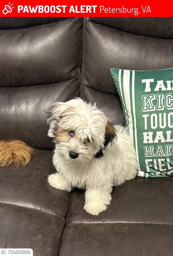 Lost Female Dog last seen Churches chicken, Petersburg, VA 23803