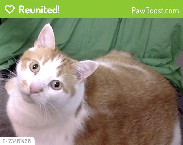 Reunited Male Cat last seen Bexley Park apmts, Morrisville, NC 27560