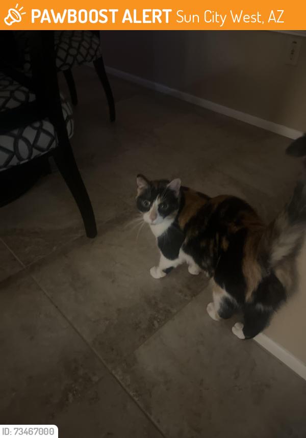 Found/Stray Unknown Cat last seen 147th and Buttonwood Dr, Sun City West, AZ 85375