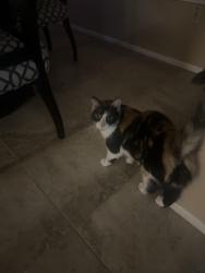 Found/Stray Unknown Cat last seen 147th and Buttonwood Dr, Sun City West, AZ 85375