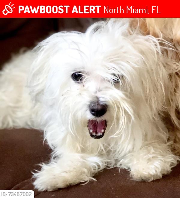 Lost Female Dog last seen Near NE 16th ave, North Miami, FL 33161