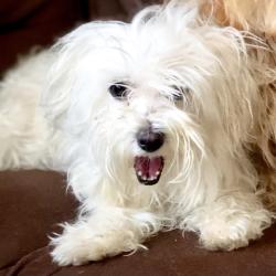 Lost Female Dog last seen Near NE 16th ave, North Miami, FL 33161