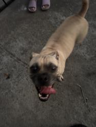 Reunited Female Dog last seen 168th Ave, Ashland, CA 94578, USA, Ashland, CA 94578