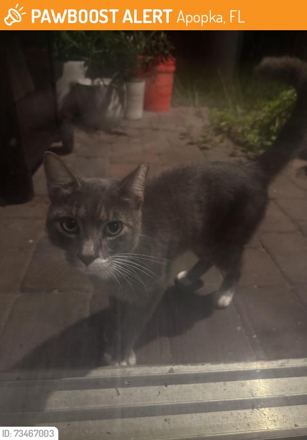Found/Stray Unknown Cat last seen Toll brothers near 429 N, Apopka, FL 32712