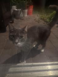 Found/Stray Unknown Cat last seen Toll brothers near 429 N, Apopka, FL 32712