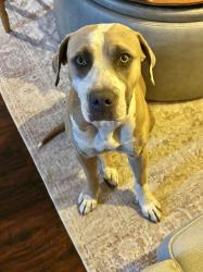 Found/Stray Female Dog last seen Santa Fe Dam, Irwindale, CA 91706