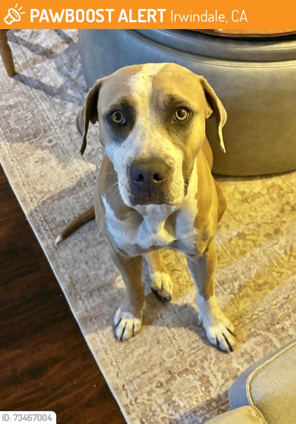 Found/Stray Female Dog last seen Santa Fe Dam, Irwindale, CA 91706