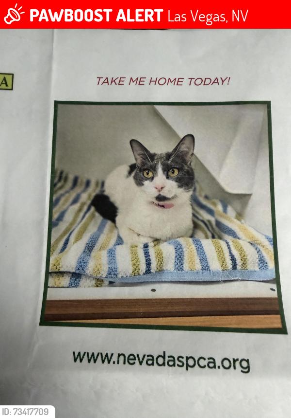 Lost Female Cat last seen Breamore Hights, Las Vegas, NV 89101