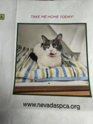 Lost Female Cat last seen Breamore Hights, Las Vegas, NV 89101