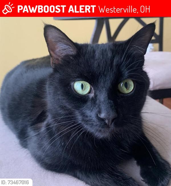 Lost Female Cat last seen Near intersection of lazelle road and hollytree lane, Westerville, OH 43081