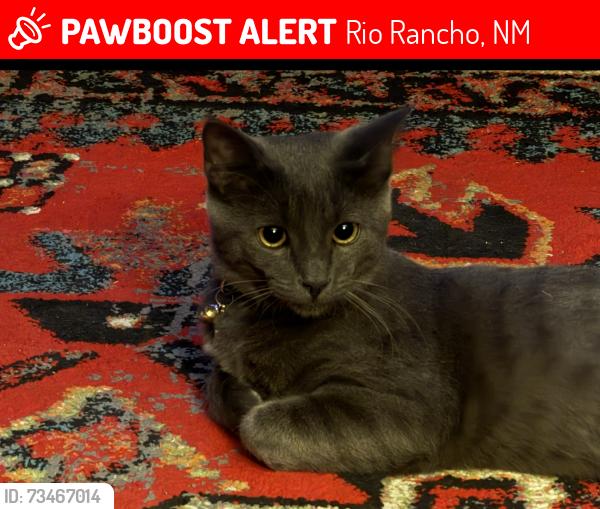 Lost Male Cat last seen lisbon and tarpon, Rio Rancho, NM 87124