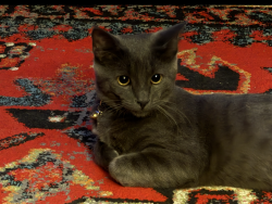 Lost Male Cat last seen lisbon and tarpon, Rio Rancho, NM 87124